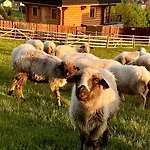 Casa vacanze Zloty Gron Log &