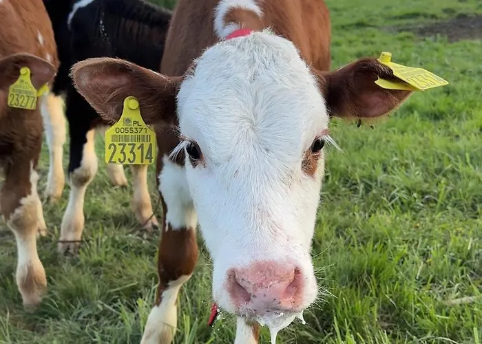 Złoty Groń Log Houses&apartments *